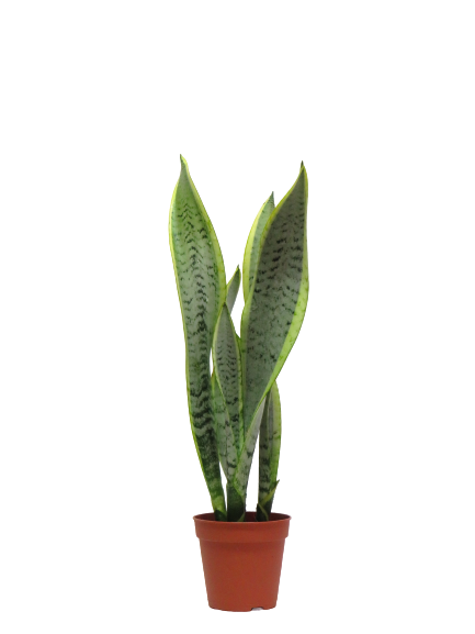 Sanseveria Thrifacciata