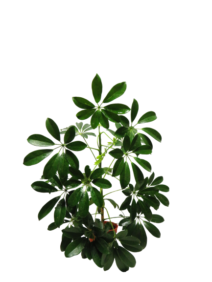 Schefflera Green
