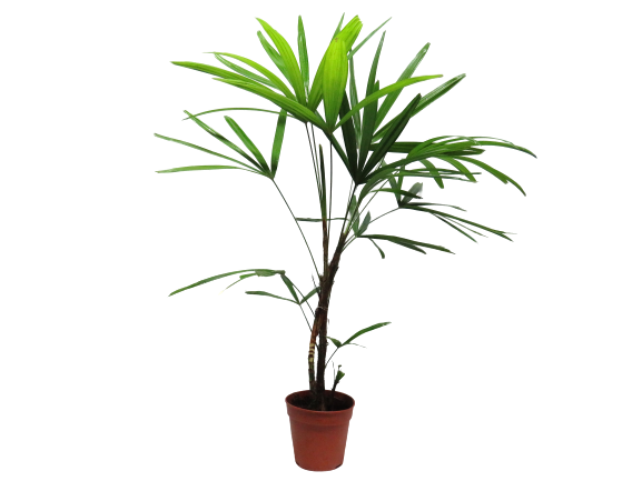 Raphis Excelsa