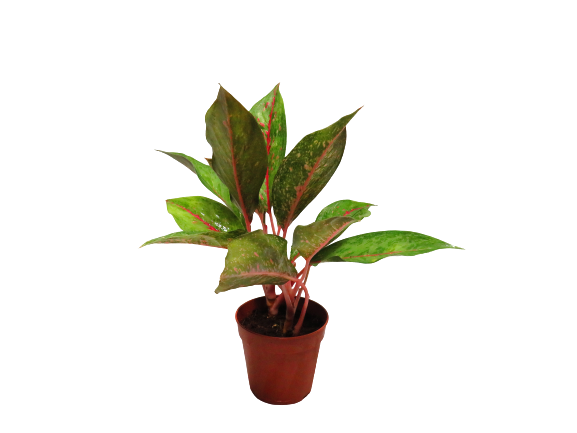 Aglaonema Green