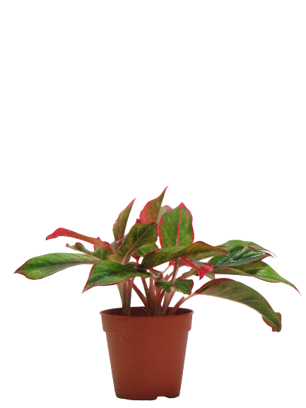 Aglaonema Red