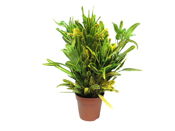 Codiaeum Croton Yellow Banana