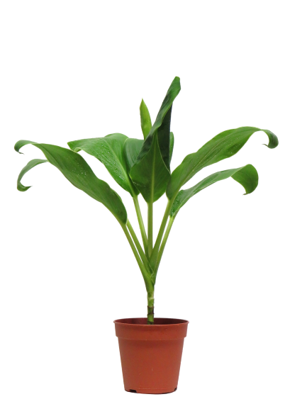 Cordyline Fruticosa 'Green & White Edge'