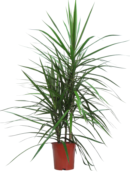 Dracaena Marginata Green