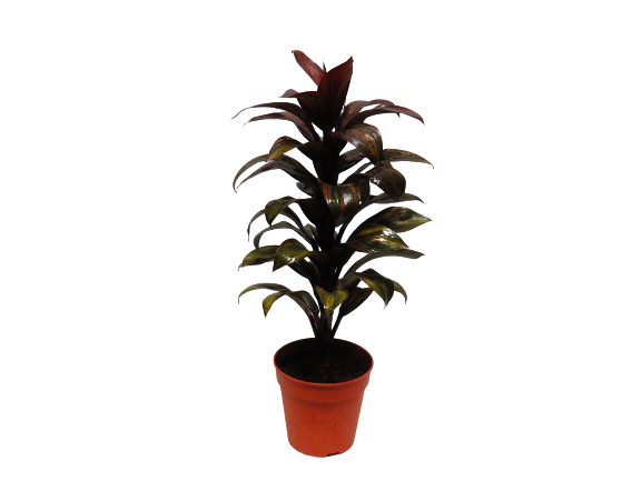 Dracaena Red Compacta