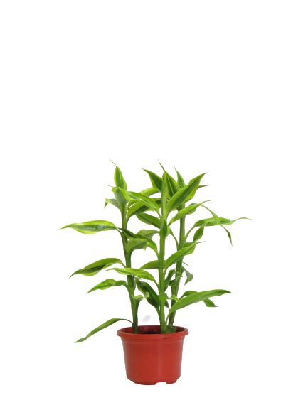 Dracaena Sanderiana Gold